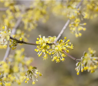 Cornus mas