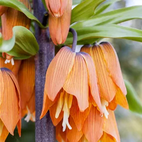 Fritillaria imperialis