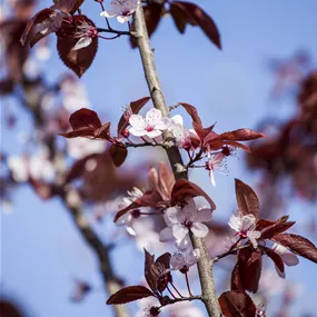 Prunus cerasifera 'Haferschlehe'