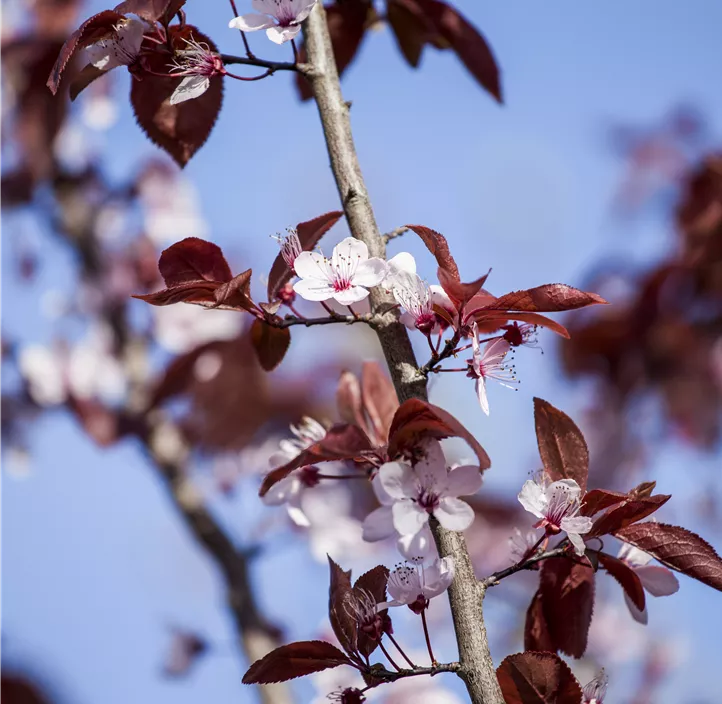 Blutpflaume 'Nigra'
