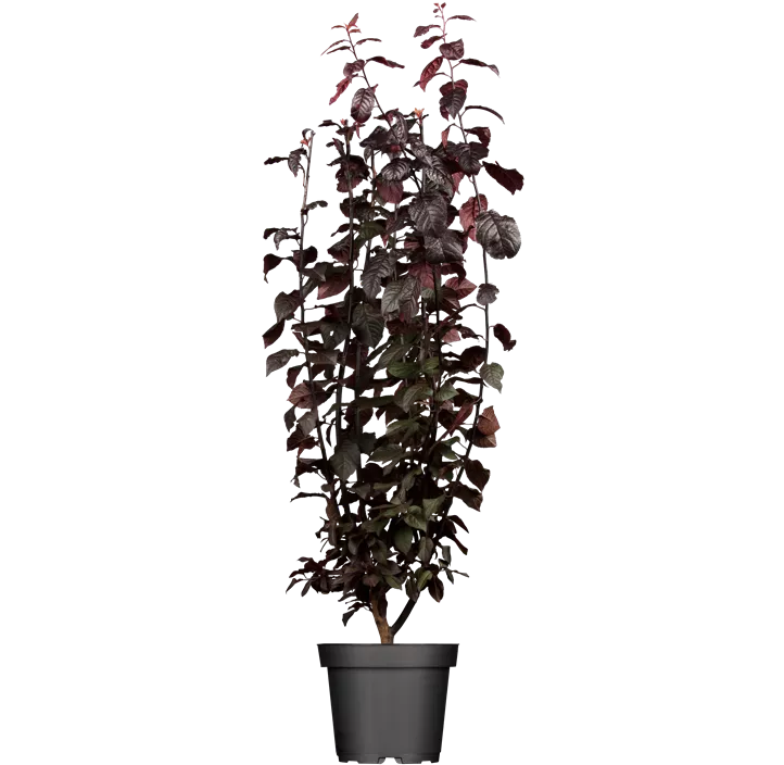 Blutpflaume 'Nigra'