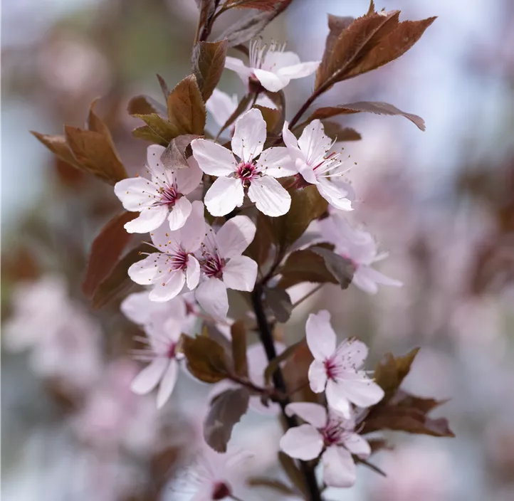Blutpflaume 'Nigra'