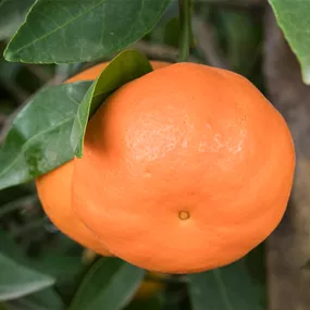 Citrus aurantifolia Lima Rossa Spalier