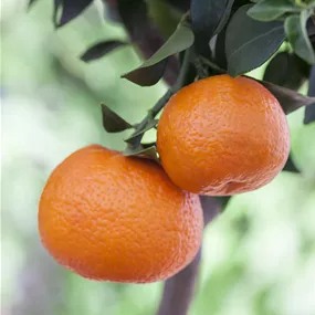 Citrus clementina Ministamm