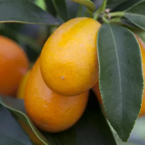 Citrus Fortunella marginata Kumquat Spalier