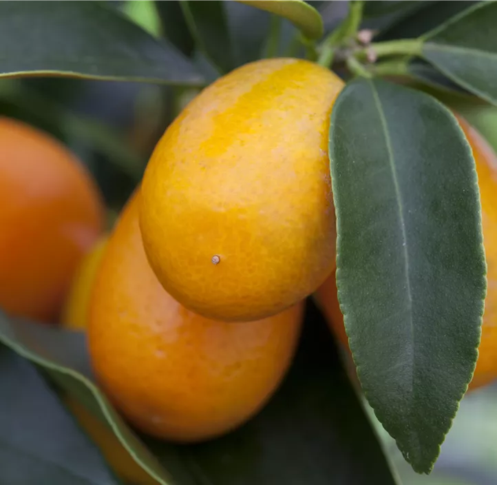 Ovale Kumquat