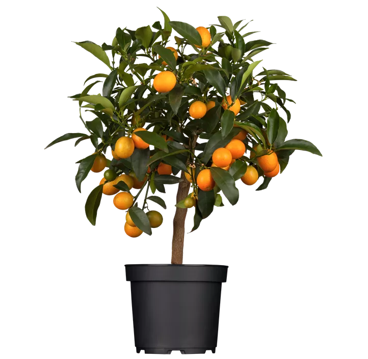 Ovale Kumquat