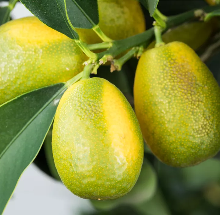 Ovale Kumquat
