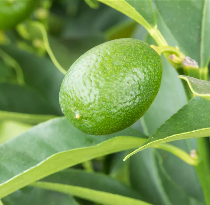 Ovale Kumquat