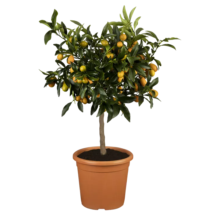 Ovale Kumquat