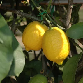 Citrus limon portoghese Ministamm