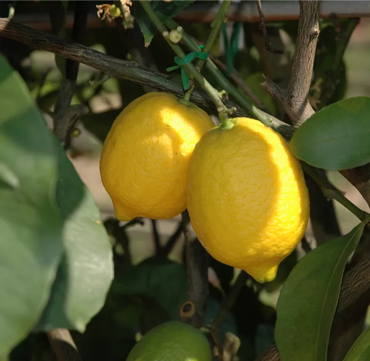 Zitrone 'Portoghese'