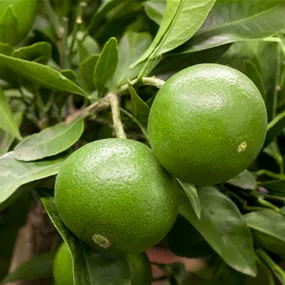 Citrus x aurantium Satsuma Ministamm