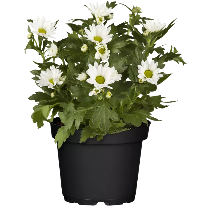 Chrysantheme 'Classic White'