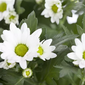 Chrysanthemum indicum Classic White