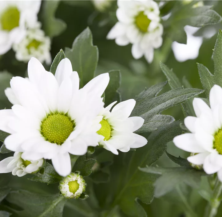 Chrysantheme 'Classic White'