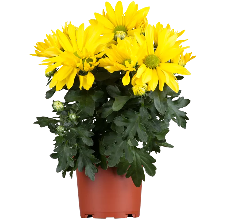 Chrysantheme 'Classic Yellow'