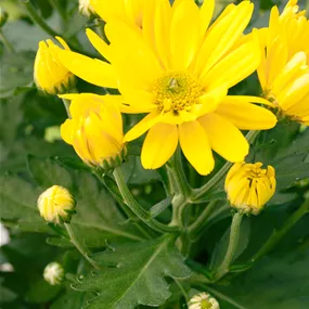 Chrysanthemum indicum Classic Yellow