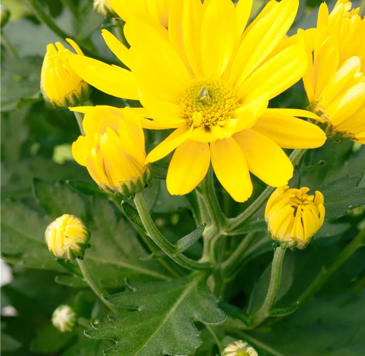 Chrysantheme 'Classic Yellow'