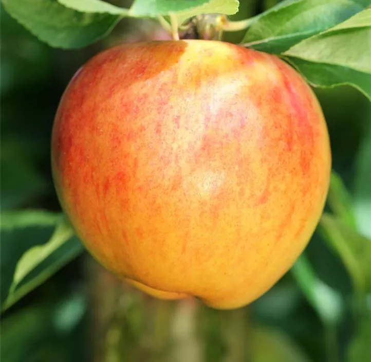 Obst Mini (Apfel, Birne, Kirsche, Zwetschke)