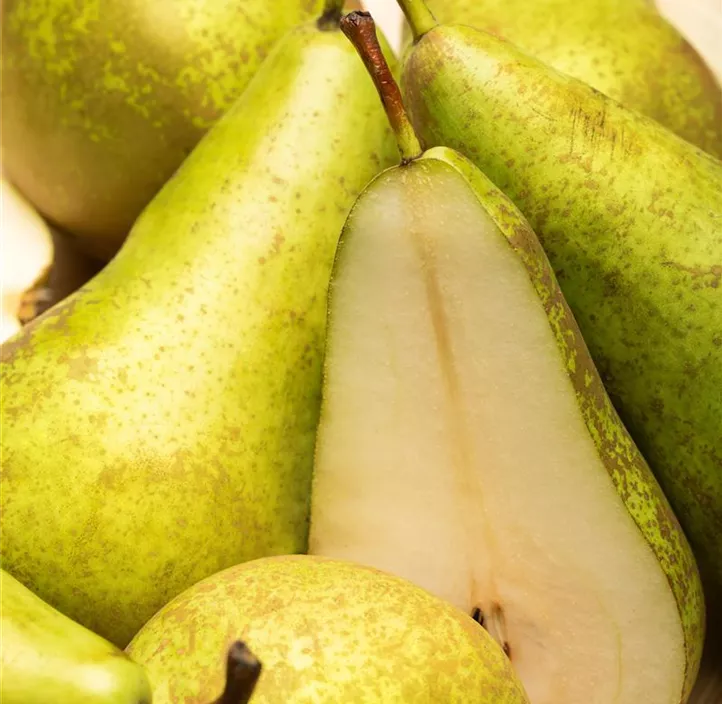 Obst Mini (Apfel, Birne, Kirsche, Zwetschke)