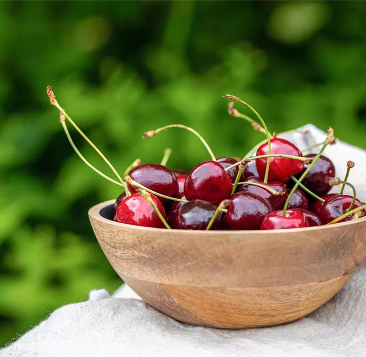Obst Mini (Apfel, Birne, Kirsche, Zwetschke)