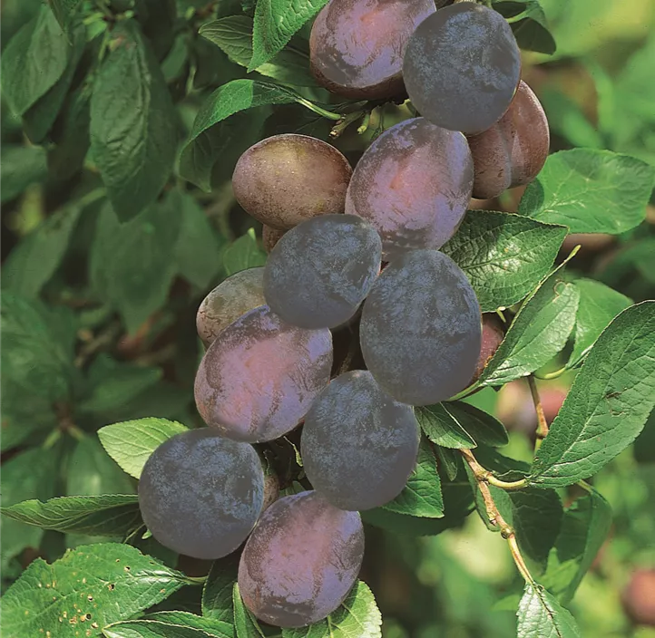 Obst Mini (Apfel, Birne, Kirsche, Zwetschke)