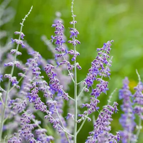 Perovskia atriplicifolia. Blue Steel