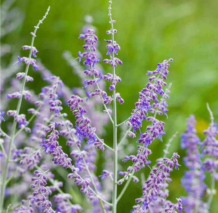 Blauraute 'Blue Steel'