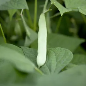 Phaseolus vulgaris 'Canadian Wonder'