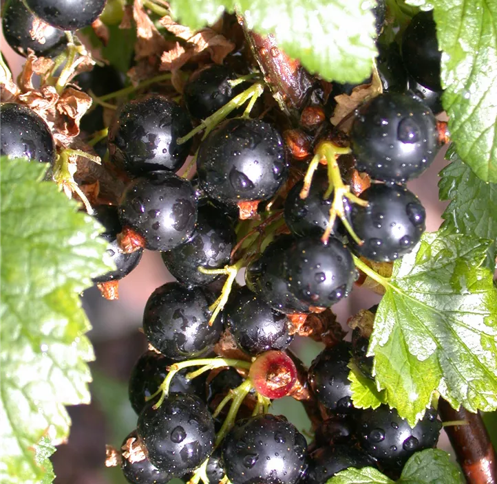 Johannisbeere 'Cassissima® Black Marble®'