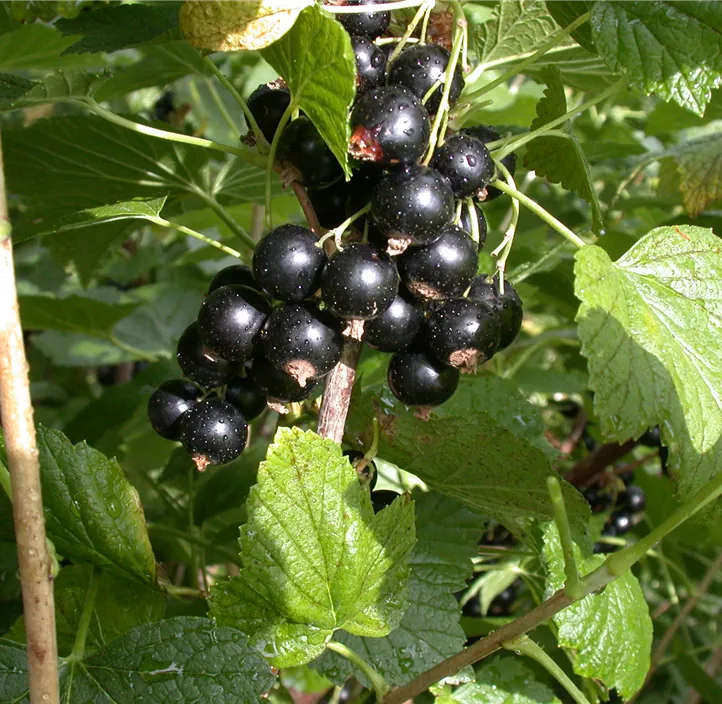 Johannisbeere 'Cassissima® Black Marble®'