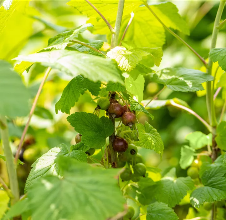 Johannisbeere 'Cassissima® Black Marble®'