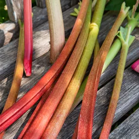 Rheum rhabarbarum Livingstone