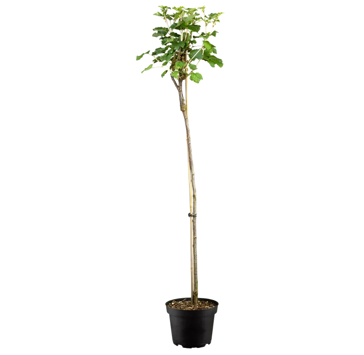 Johannisbeere 'Ribest® Blanchette®'