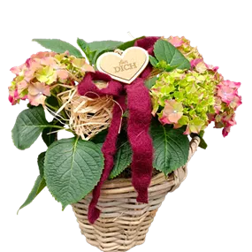 Set Hortensienpracht