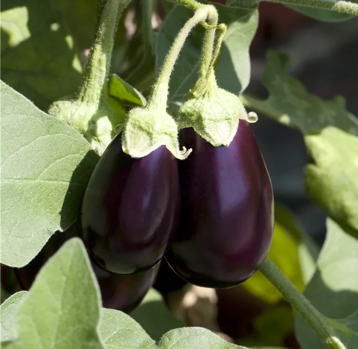 Aubergine