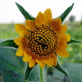 Smallanthus sonchifolius Yacon Inka