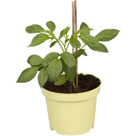 Solanum muricatum Pepino