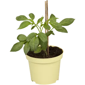 Solanum muricatum Pepino