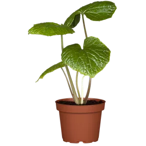 Wasabia japonica Mephisto Green