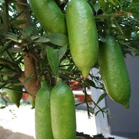 Citrus australasica Fingerlime Ministamm