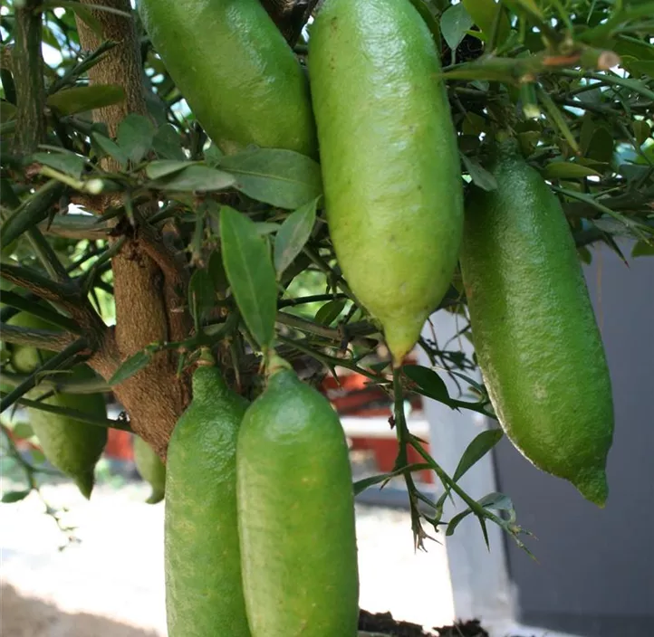 Australische Fingerlimette