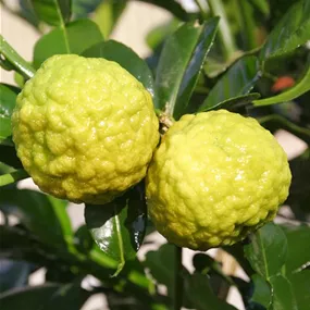 Citrus hystrix 