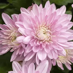 Chrysanthemum indicum Double Pink
