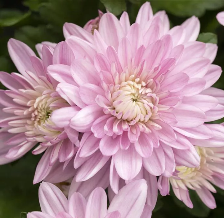 Chrysantheme 'Double Pink'