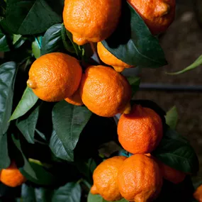 Citrus lima rossa rote Limette Ministamm