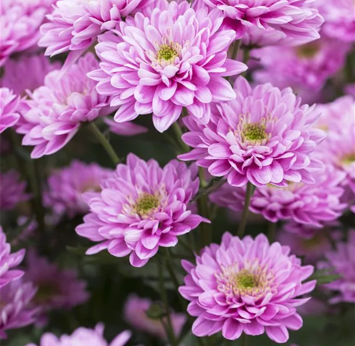 Chrysantheme 'Double Purple'