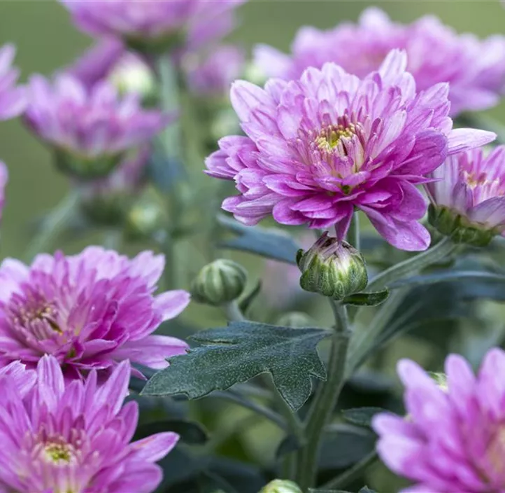 Chrysantheme 'Double Purple'