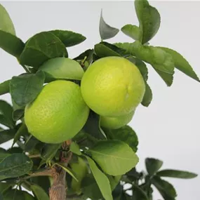 Citrus lima verde Limette Spalier
